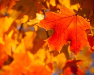 What Is The Spiritual Meaning Of Fall?